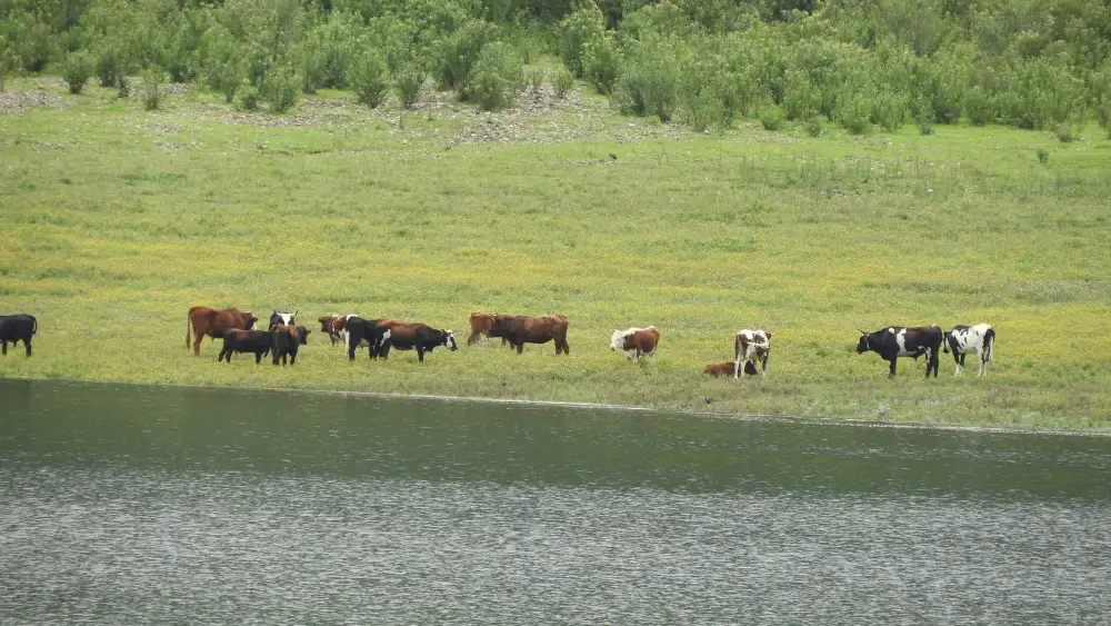 Vacas