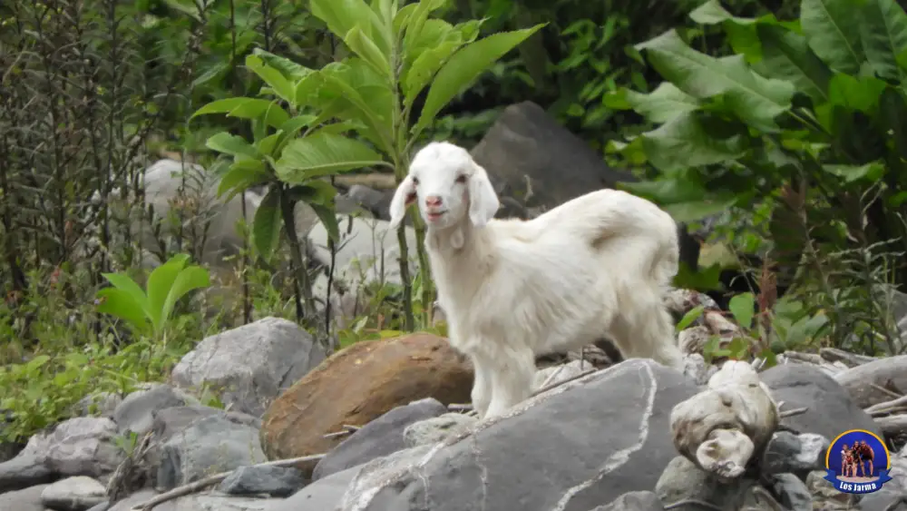 Cabra en el rio de Yala