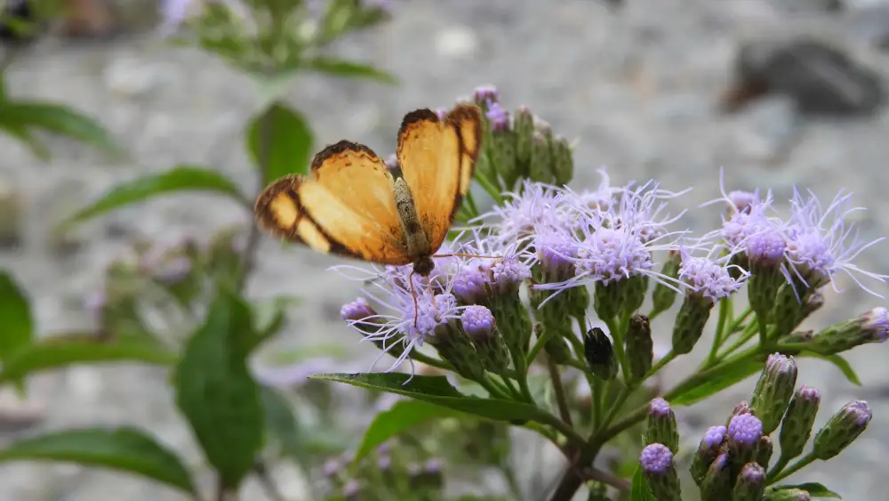 Mariposa amarilla Yala Jujuy