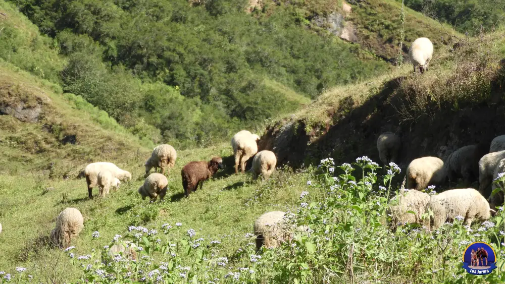 Ovejas a un costado del camino en Tiraxi