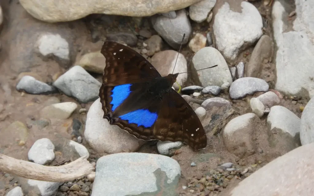 Mariposa de la zona